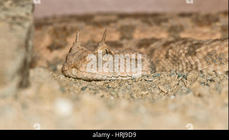 Deserto vipera cornuta close-up verticale Foto Stock