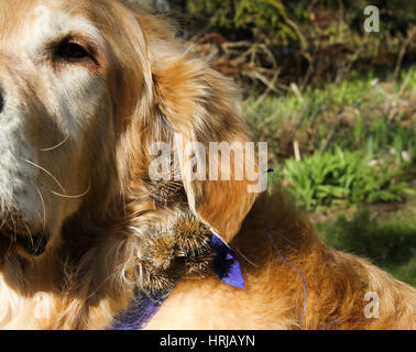 Frese a Dog Fur Foto Stock