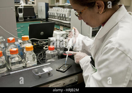 FDA Ricerca di tossicologia, Microarray Foto Stock