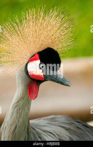 Ritratto di profilo di una bella African Crowned Crane Foto Stock