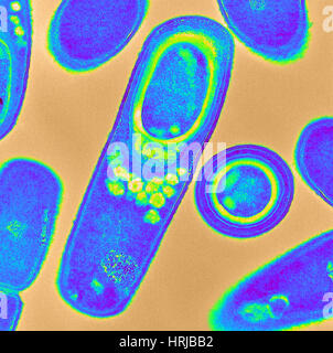 Bacillus subtilis (TEM) Foto Stock