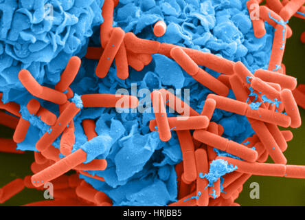 E. coli e macrofago (SEM) Foto Stock