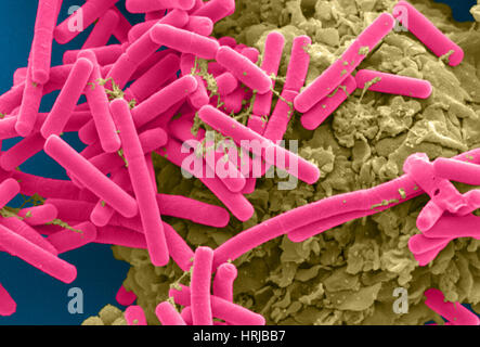 E. coli e macrofago (SEM) Foto Stock