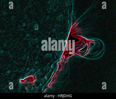 Massa coronale espulsione, funi di flusso Foto Stock