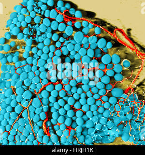 Le cellule di grasso e vasi sanguigni, SEM Foto Stock