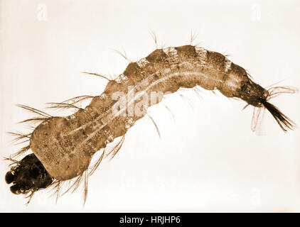 Larva di zanzara (Anopheles stephensi) Foto Stock