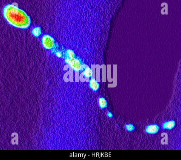 Gold-ribaltato CdSe/CD Nanorod, dello stelo Foto Stock