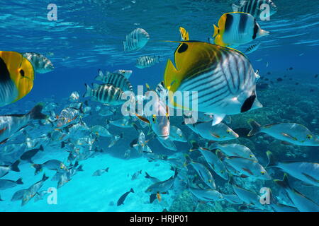 Oceano Pacifico tropicale di banchi di pesce con subacqueo snapper, castagnole e butterflyfish vicino alla superficie dell'acqua, Polinesia francese, atollo di Rangiroa Foto Stock