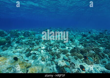 Subacquea oceano Pacifico piano acqua limpida con pesci e coralli, scenario naturale, atollo di Rangiroa, Tuamotu, Polinesia Francese Foto Stock