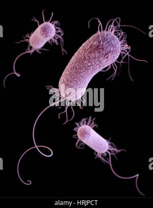 MDR patogeno Pseudomonas aeruginosa, modello 3D Foto Stock