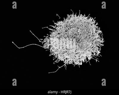 Human Natural Killer Cell, SEM Foto Stock