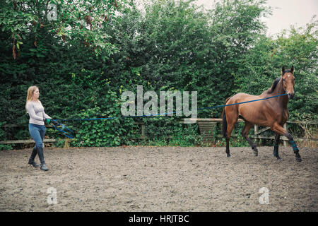 La donna esercita un cavallo marrone in un paddock. Foto Stock