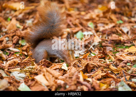 Un squirel selvatici catturati in un freddo soleggiata giornata autunnale Foto Stock