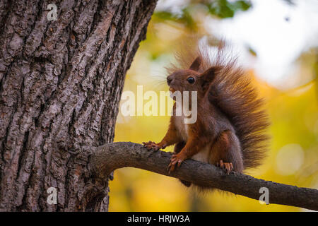 Un squirel selvatici catturati in un freddo soleggiata giornata autunnale Foto Stock