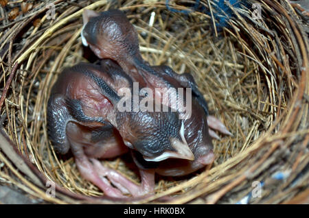 Uccelli Baby nel nido Foto Stock