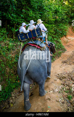 Escursioni a dorso di elefante attraverso la giungla in Thailandia Foto Stock