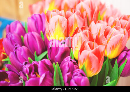 Bella rosa e viola i tulipani. Un mazzo di fiori per il 8 marzo o il giorno di San Valentino Foto Stock