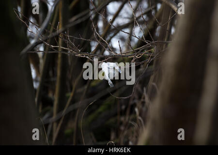 Il littering Loch Lomond Foto Stock