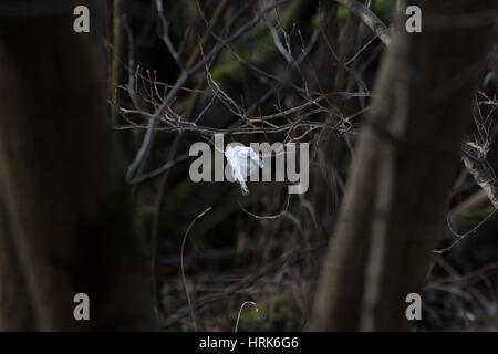 Il littering Loch Lomond Foto Stock