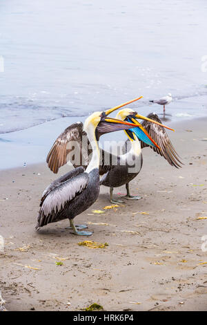 Pelican su isole Ballestas,Perù Sud America in Paracas National Park. La flora e la fauna Foto Stock