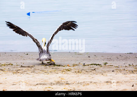 Pelican su isole Ballestas,Perù Sud America in Paracas National Park. La flora e la fauna Foto Stock