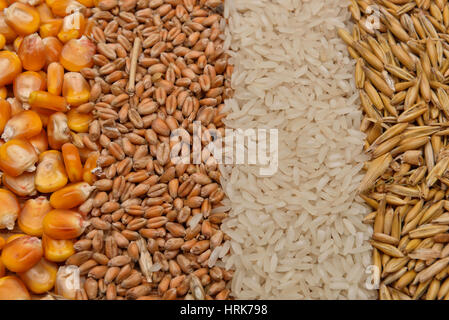 Linee di chicchi di mais essiccato, avena, riso e frumento giacente sulla tela di iuta di sfondo. Immagine rustico. Concetto di sano bio cibo. Settore dei cereali Foto Stock