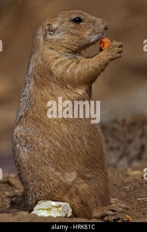 Black-Taield Prairie Dog (cynomys ludovicianus) mangiando una carota Foto Stock