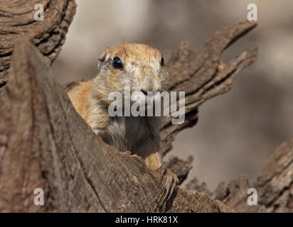 Black-Taield Prairie Dog (cynomys ludovicianus) capretti Foto Stock