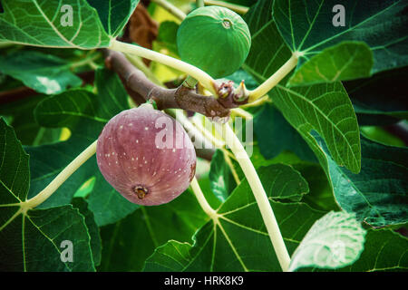 Il gocciolamento mature figura sull'albero, vicino, soft focus Foto Stock