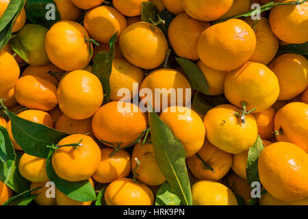 Mandarini sfondo. Arance. Clementine fresche Foto Stock