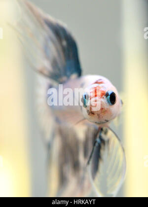Il marmo Betta splendens pesci maschi ritratto Foto Stock