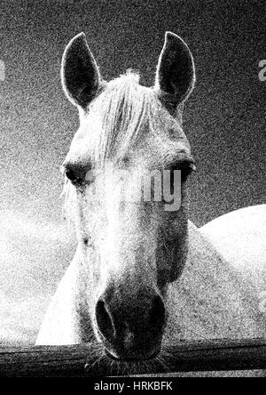 Ritratto di un cavallo bianco su uno sfondo di cielo Illustrazione Vettoriale