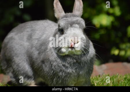 Un coniglio nano in giardino durante il periodo estivo britannico con la lingua fuori leccare il suo naso Foto Stock