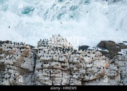 La nidificazione di cormorani sulle scogliere in Mossel Bay, Sud Africa Foto Stock