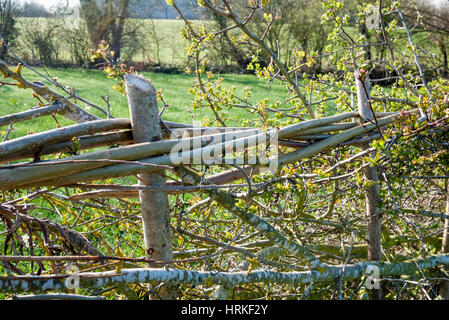 Di recente copertura stratificata con molla blossom. In Inghilterra. Regno Unito. Foto Stock