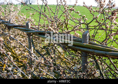 Di recente copertura stratificata con molla blossom. In Inghilterra. Regno Unito. Foto Stock