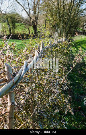 Di recente copertura stratificata con molla blossom. In Inghilterra. Regno Unito. Foto Stock