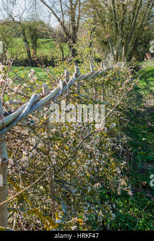 Di recente copertura stratificata con molla blossom. In Inghilterra. Regno Unito. Foto Stock