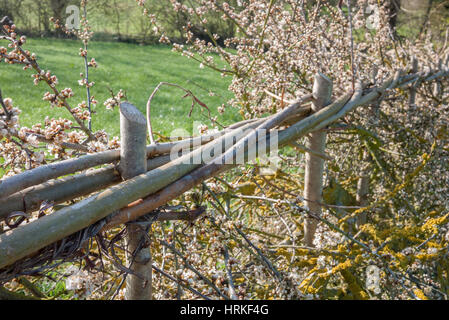 Di recente copertura stratificata con molla blossom. In Inghilterra. Regno Unito. Foto Stock