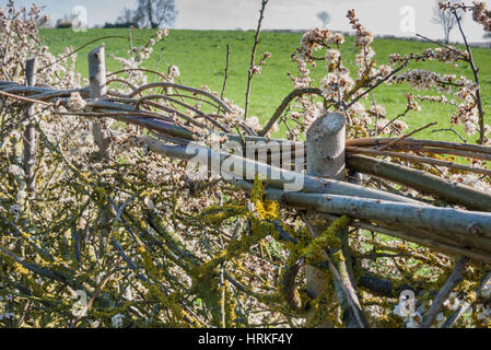 Di recente copertura stratificata con molla blossom. In Inghilterra. Regno Unito. Foto Stock