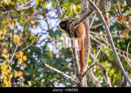 Mascherato scimmia Titi (Callicebus personatus), fotografato in Linhares/Sooretama, Espirito Santo - Brasile. Foresta atlantica Biome. Animale selvatico. Foto Stock