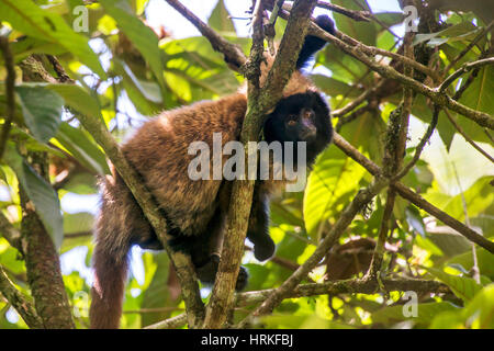 Mascherato scimmia Titi (Callicebus personatus), fotografato a Santa Teresa, Espirito Santo - Brasile. Foresta atlantica Biome. Animale selvatico. Foto Stock