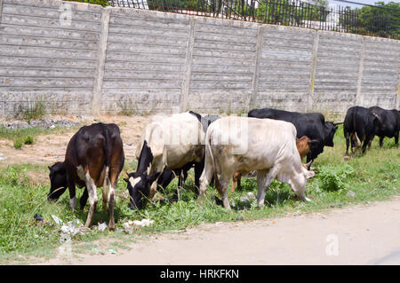 Mandria di mucche al pascolo lungo la strada di Mombasa verso Nairobi in Kenya Foto Stock