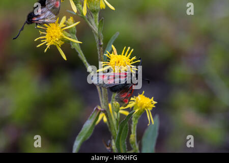 Gli insetti in fiore Foto Stock