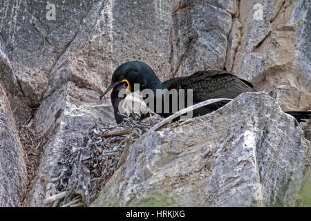Shag pulcino su alimentazione cibo rigurgitato dalla bocca delle madri Foto Stock