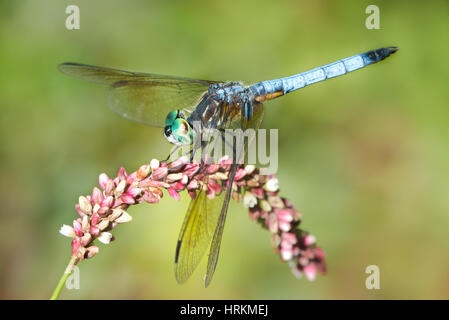 Blu maschio Dasher Dragonfly sul fiore rosa Foto Stock