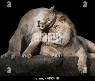 Ritratto frontale di due affettuoso fratelli di Lion Foto Stock