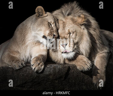 Ritratto frontale di due fratelli Lion dormendo e coccole insieme Foto Stock