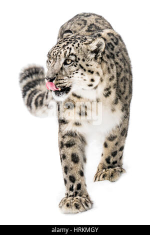 Snow Leopard a piedi nella neve Foto Stock