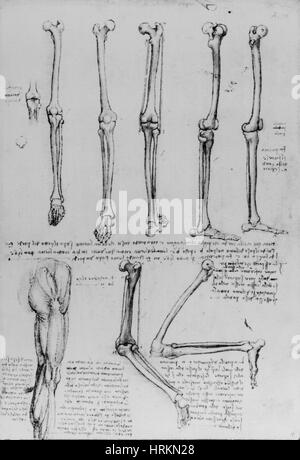 Da Vinci disegni anatomici Foto Stock